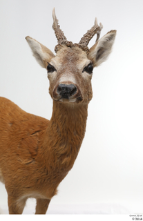 European roe deer head neck 0001.jpg